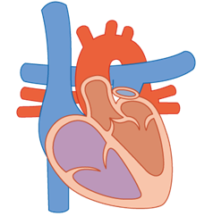 慢性腎臓病と心血管疾患（2）大動脈弁狭窄症