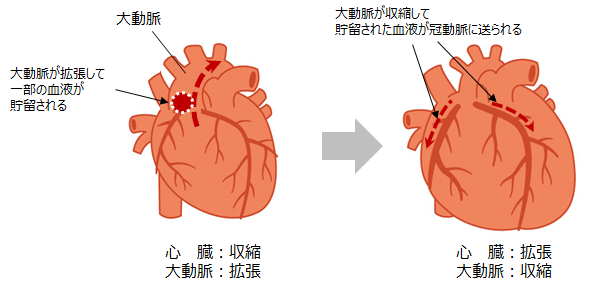 冠動脈の血流