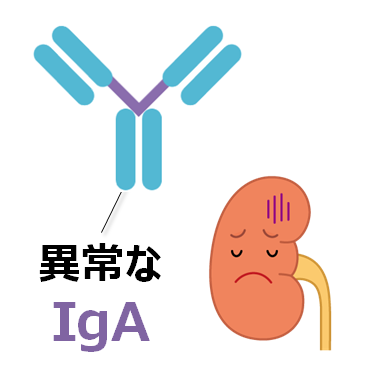 慢性腎臓病の原因疾患「IgA腎症」とは