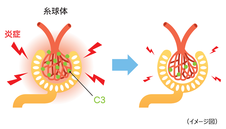 糸球体の炎症の抑制