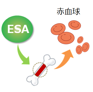 慢性腎臓病の薬物療法：腎性貧血治療薬（ESA）