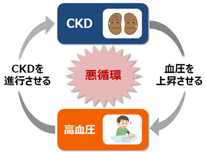 CKDとHTの悪循環