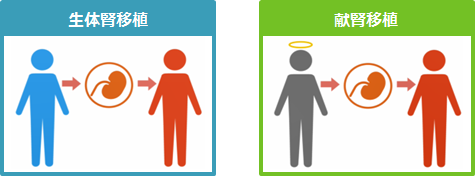 生体ドナーからの腎臓移植の成功率はどのくらいですか?