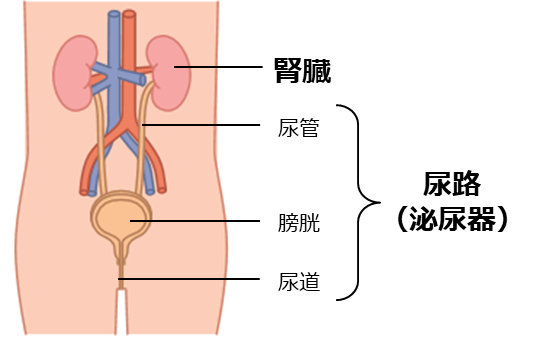 腎・尿路