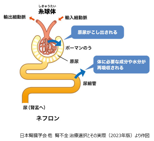 よくわかる基礎知識｜腎臓の機能とは | 家族と考える慢性腎臓病サイト
