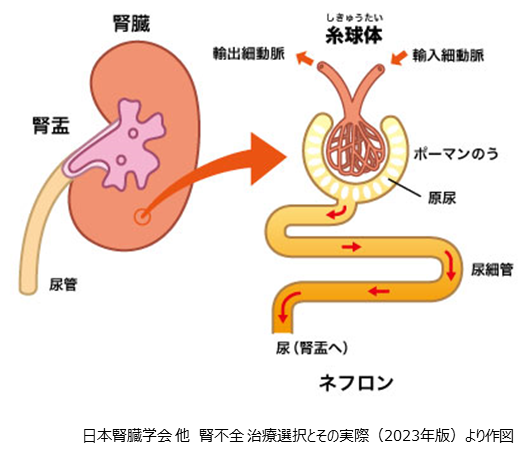 よくわかる基礎知識｜腎臓の機能とは | 家族と考える慢性腎臓病サイト 腎援隊